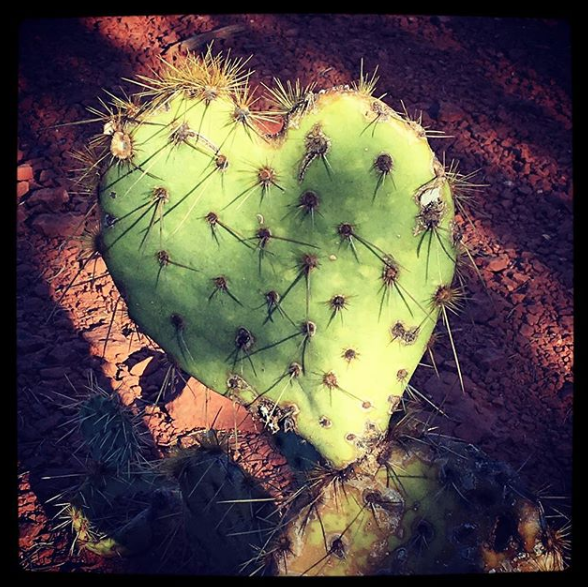 Sedona cactus