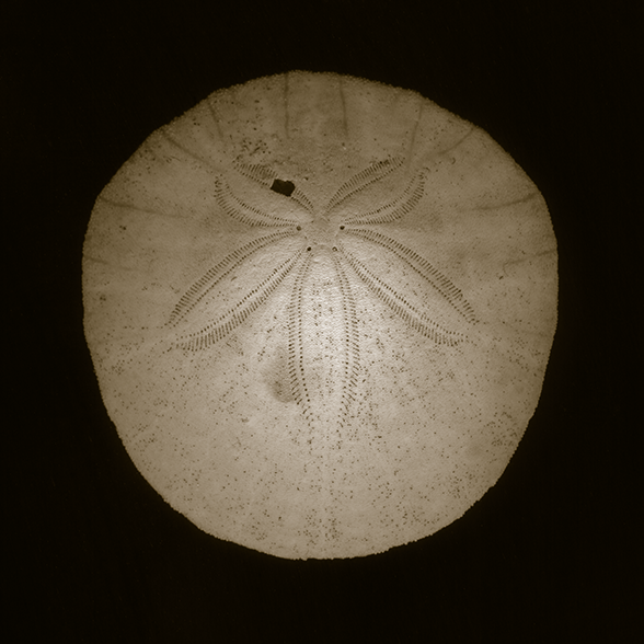 image of a sand dollar