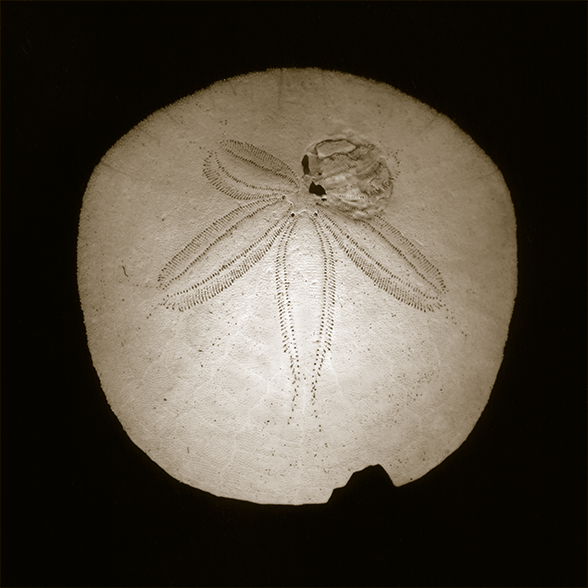 Image of a sand dollar